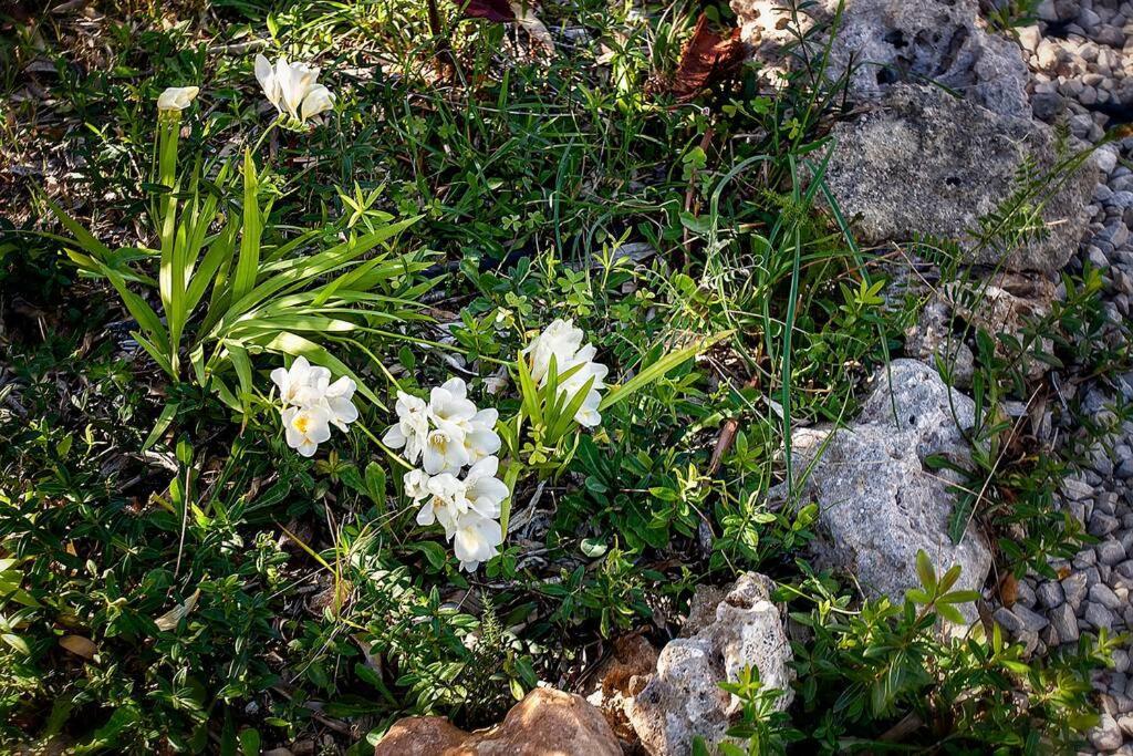 אס קנוטלס Villa Cecylia מראה חיצוני תמונה